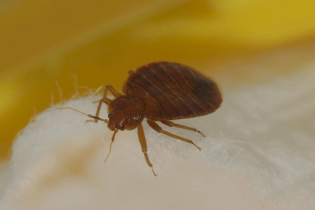 leading bed bug treatment