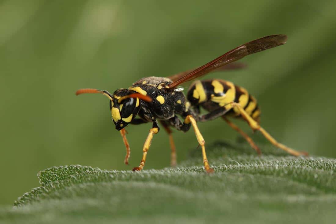 bees, wasps, hornet control