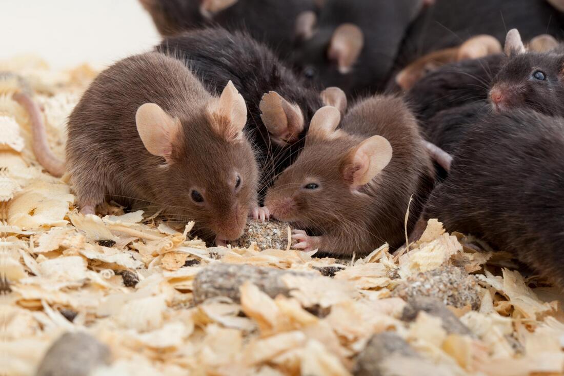 Rat Mice Removal, Pest Control Near Me, Best in Hesperia, CA