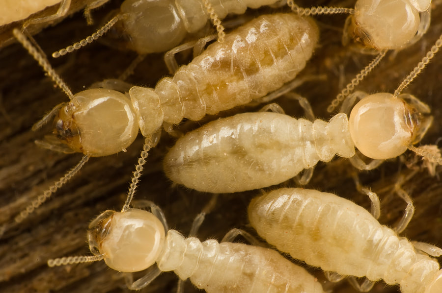 trusted termite extermination services